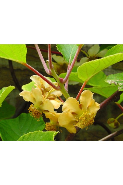 Актинідія делікатесна Голд (жовтом’ясий ківі)